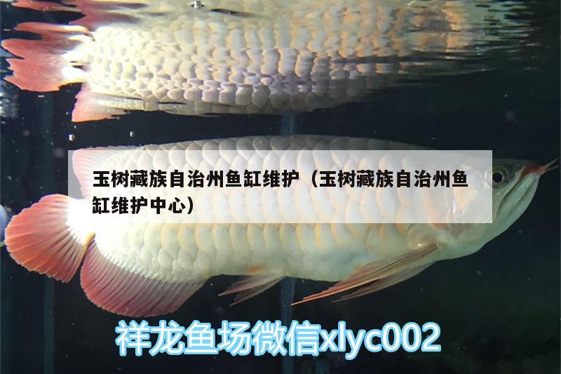 玉樹藏族自治州魚缸維護（玉樹藏族自治州魚缸維護中心） 白子金龍魚 第1張