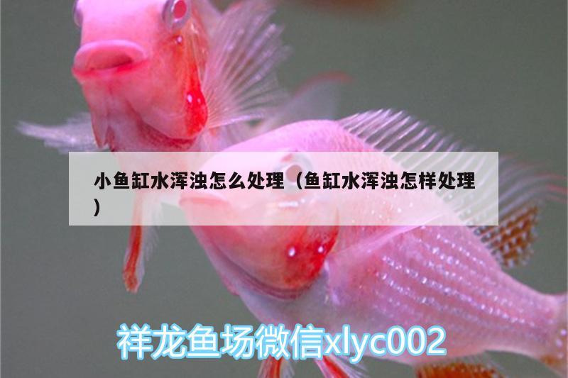 小魚缸水渾濁怎么處理（魚缸水渾濁怎樣處理）