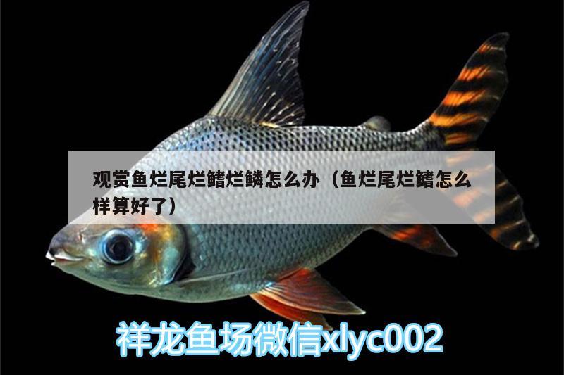 觀賞魚(yú)爛尾爛鰭爛鱗怎么辦（魚(yú)爛尾爛鰭怎么樣算好了）