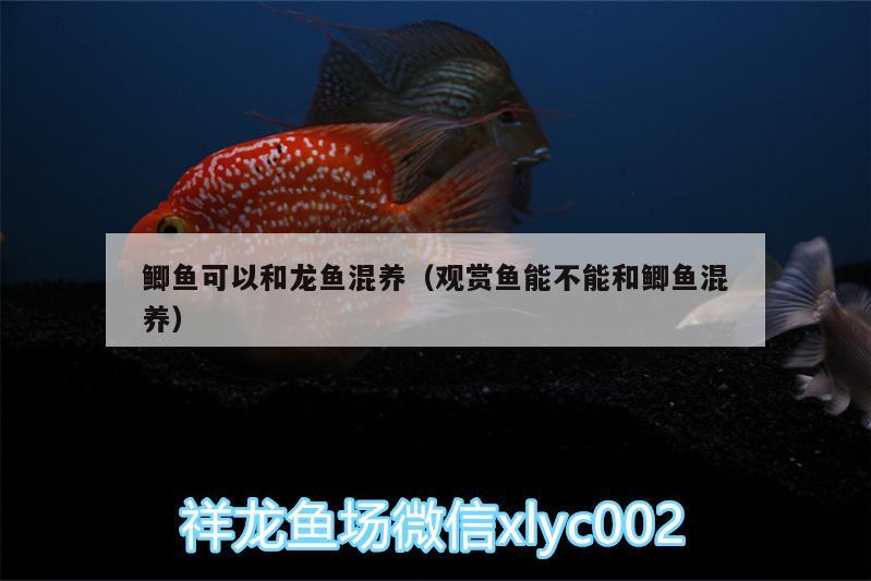 鯽魚(yú)可以和龍魚(yú)混養(yǎng)（觀賞魚(yú)能不能和鯽魚(yú)混養(yǎng)）