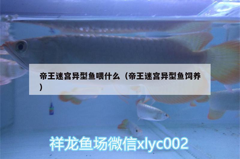 帝王迷宮異型魚喂什么（帝王迷宮異型魚飼養(yǎng)） 帝王迷宮 第2張