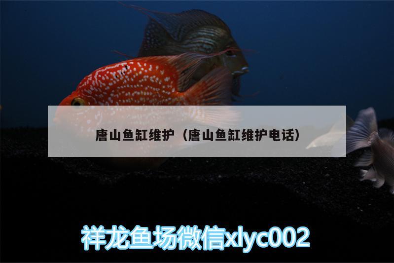 唐山魚缸維護(hù)（唐山魚缸維護(hù)電話） 名貴錦鯉魚