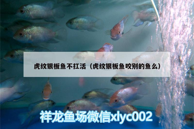 虎紋銀板魚不扛活（虎紋銀板魚咬別的魚么） 印尼小紅龍