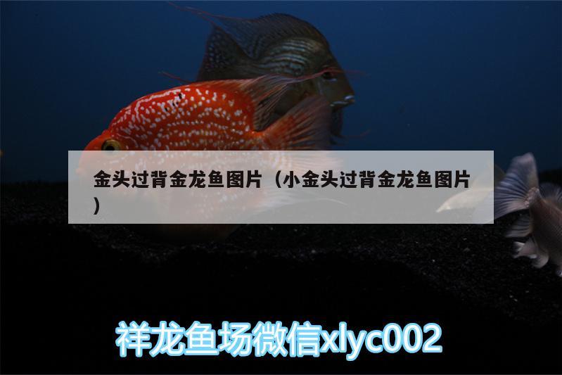 金頭過(guò)背金龍魚圖片（小金頭過(guò)背金龍魚圖片） 金龍魚百科