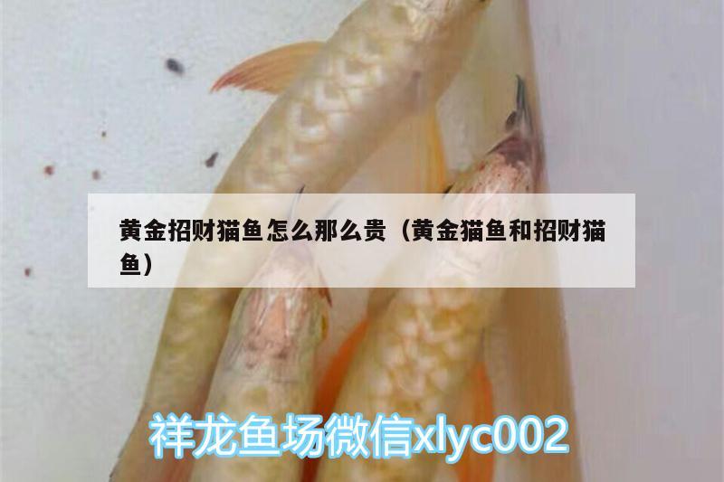 黃金招財貓魚怎么那么貴（黃金貓魚和招財貓魚） 黃金貓魚百科