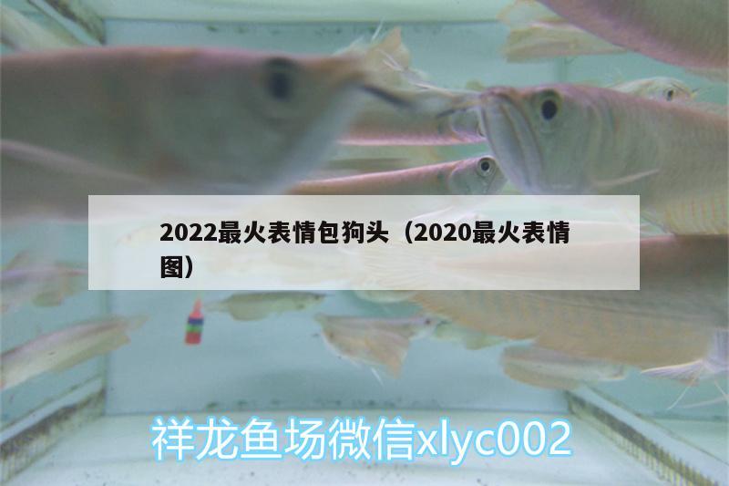 2022最火表情包狗頭（2020最火表情圖） 噴點菠蘿魚