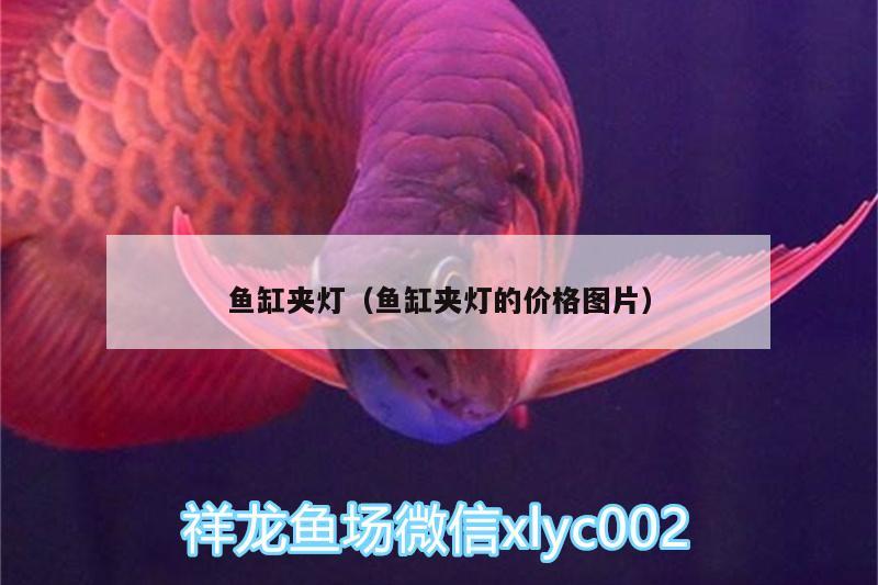 魚缸夾燈（魚缸夾燈的價(jià)格圖片） 魚缸水質(zhì)穩(wěn)定劑 第1張