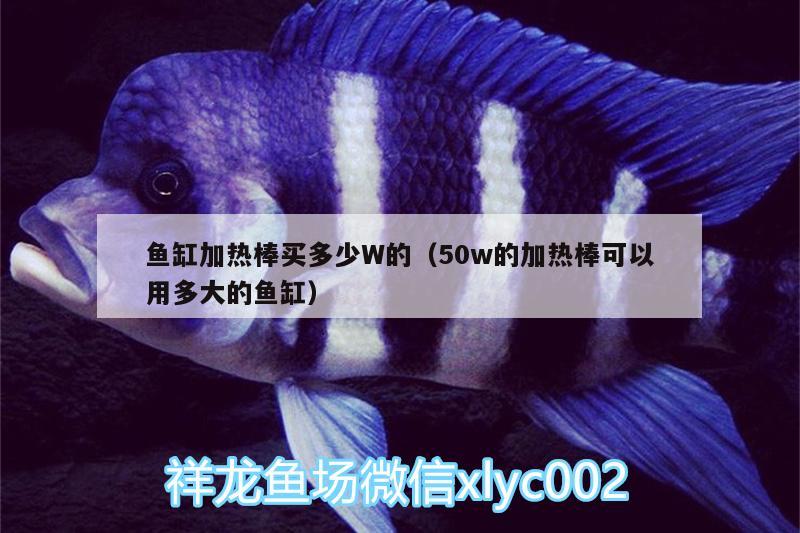 魚缸加熱棒買多少W的（50w的加熱棒可以用多大的魚缸） 白化巴西龜（白巴）