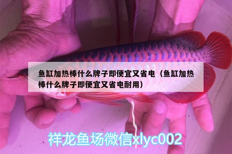 魚缸加熱棒什么牌子即便宜又省電（魚缸加熱棒什么牌子即便宜又省電耐用） 非洲象鼻魚 第1張