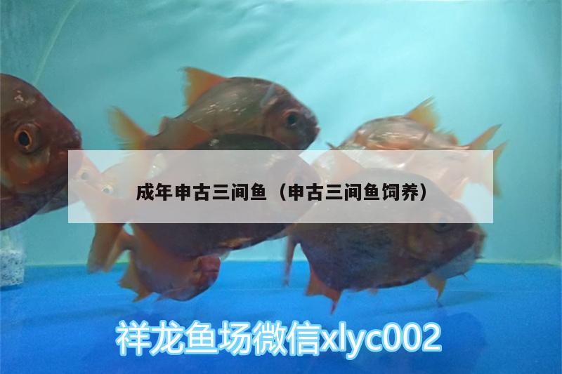 成年申古三間魚(yú)（申古三間魚(yú)飼養(yǎng)）