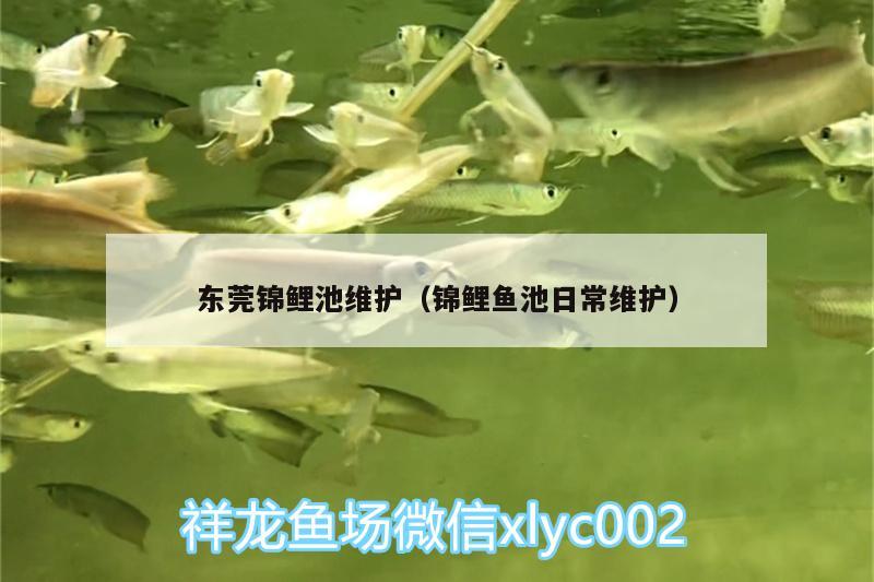 東莞錦鯉池維護(hù)（錦鯉魚(yú)池日常維護(hù)）