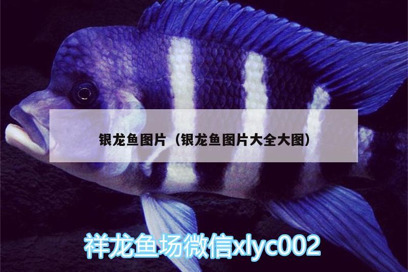 銀龍魚圖片（銀龍魚圖片大全大圖）