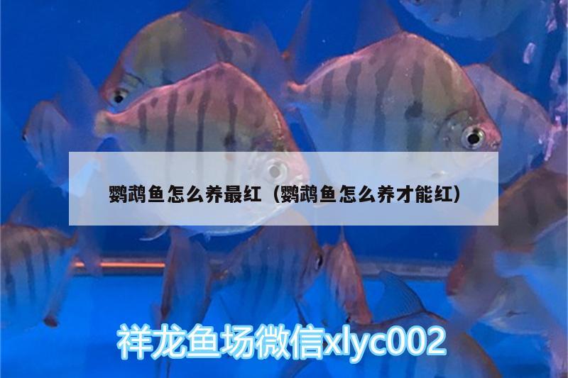 鸚鵡魚怎么養(yǎng)最紅（鸚鵡魚怎么養(yǎng)才能紅） 鸚鵡魚 第1張