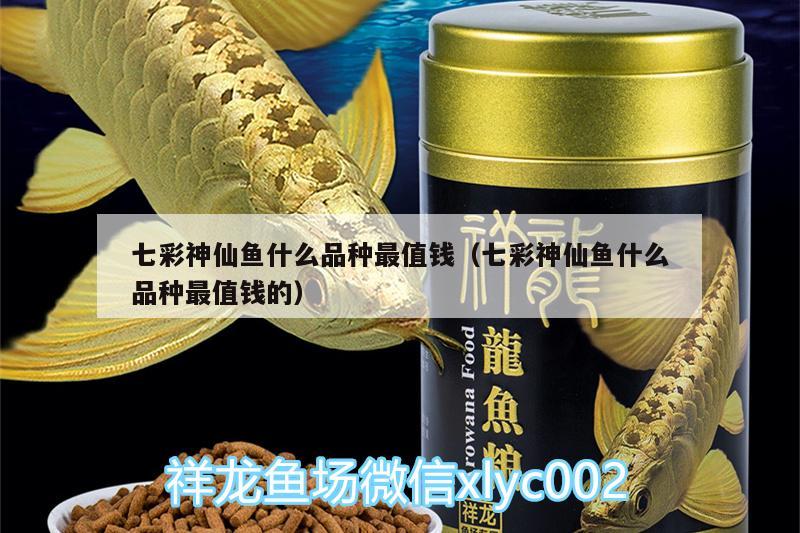 七彩神仙魚什么品種最值錢（七彩神仙魚什么品種最值錢的）