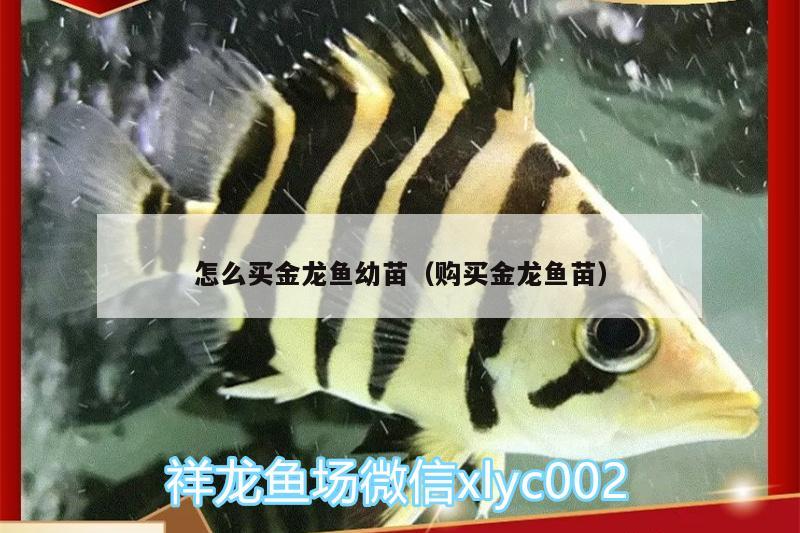 怎么買(mǎi)金龍魚(yú)幼苗（購(gòu)買(mǎi)金龍魚(yú)苗） 錦鯉池魚(yú)池建設(shè) 第3張