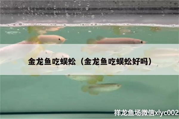 金龍魚(yú)吃蜈蚣（金龍魚(yú)吃蜈蚣好嗎） 潛水泵 第2張