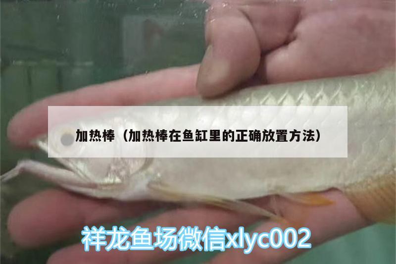 加熱棒（加熱棒在魚缸里的正確放置方法） 朱巴利魚 第2張