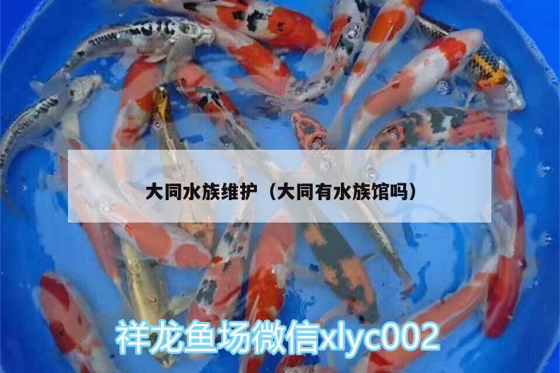 大同水族維護(hù)（大同有水族館嗎） 觀賞龜/鱉飼料 第3張