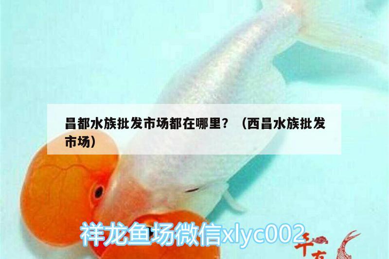 昌都水族批發(fā)市場都在哪里？（西昌水族批發(fā)市場） 觀賞魚水族批發(fā)市場 第1張