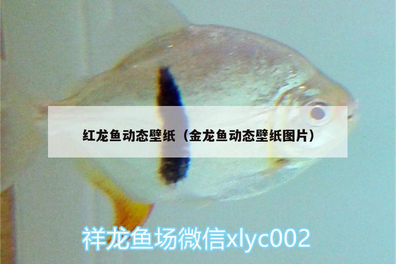 紅龍魚動態(tài)壁紙（金龍魚動態(tài)壁紙圖片）