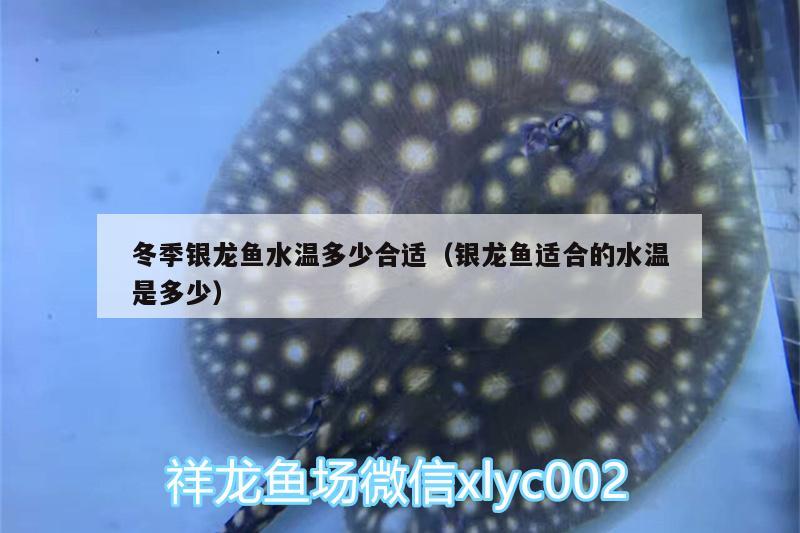 冬季銀龍魚水溫多少合適（銀龍魚適合的水溫是多少） 銀龍魚 第2張