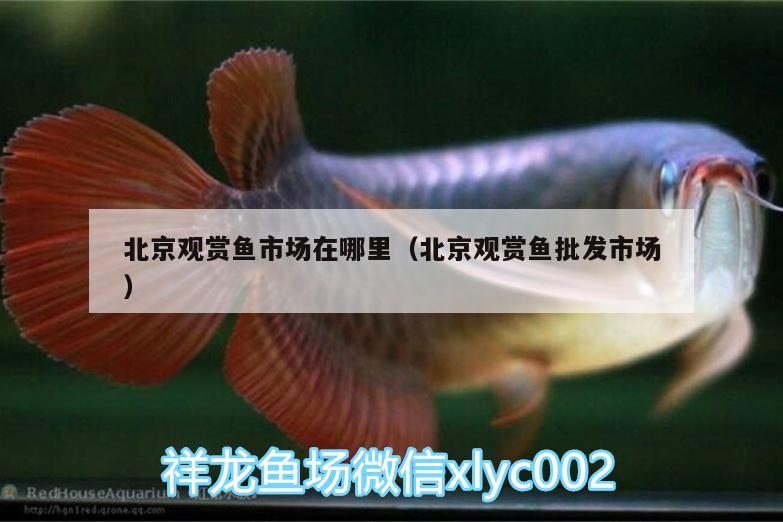 北京觀賞魚(yú)市場(chǎng)在哪里（北京觀賞魚(yú)批發(fā)市場(chǎng)） 觀賞魚(yú)批發(fā) 第3張