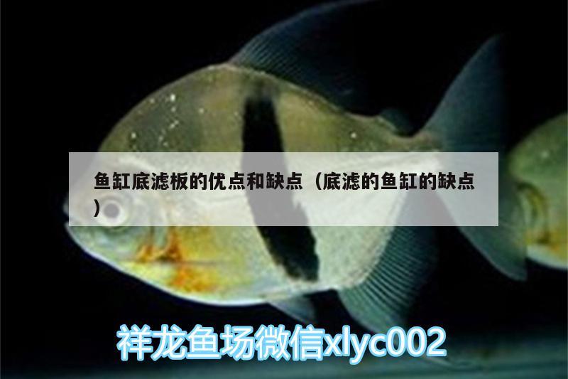 魚缸底濾板的優(yōu)點(diǎn)和缺點(diǎn)（底濾的魚缸的缺點(diǎn)） 野生地圖魚