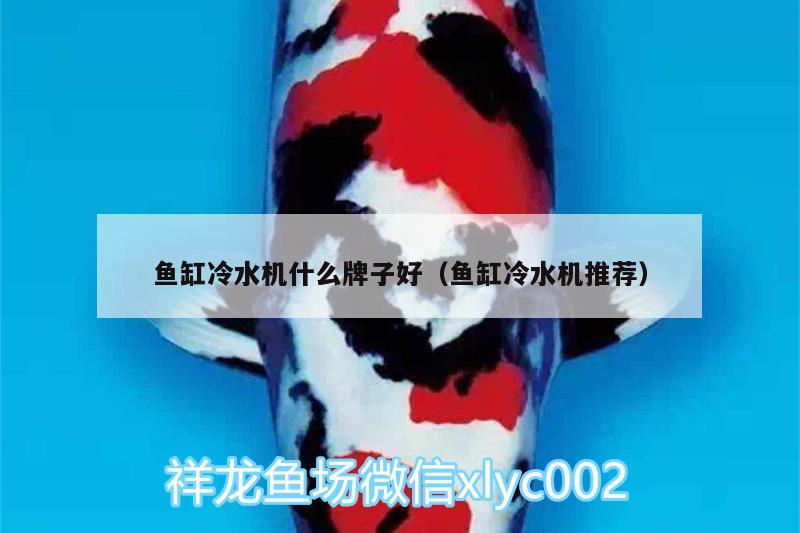 魚缸冷水機什么牌子好（魚缸冷水機推薦） 胭脂孔雀龍魚 第2張