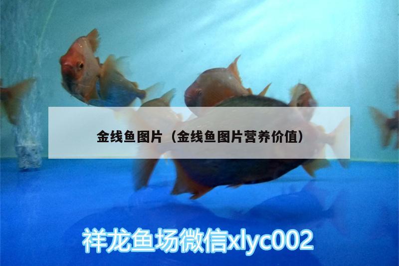 金線魚圖片（金線魚圖片營養(yǎng)價(jià)值）