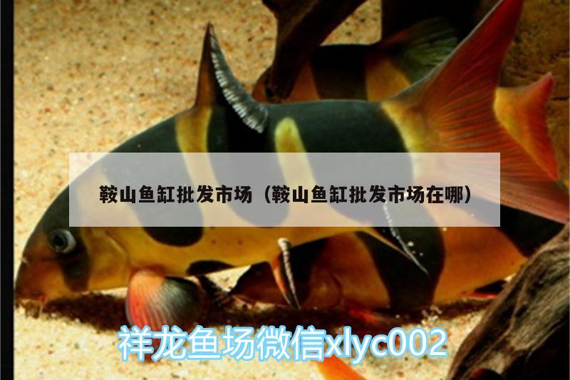 鞍山魚(yú)缸批發(fā)市場(chǎng)（鞍山魚(yú)缸批發(fā)市場(chǎng)在哪）