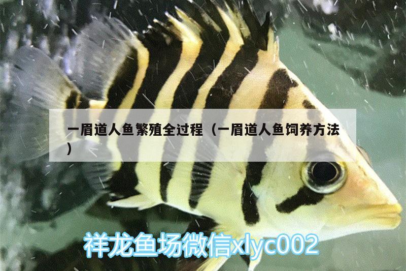 一眉道人魚繁殖全過程（一眉道人魚飼養(yǎng)方法） 一眉道人魚 第3張