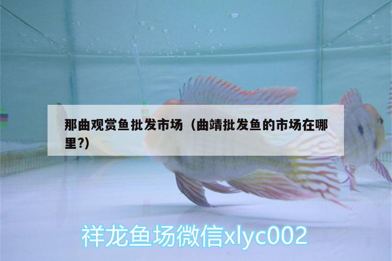 那曲觀賞魚批發(fā)市場(chǎng)（曲靖批發(fā)魚的市場(chǎng)在哪里?）