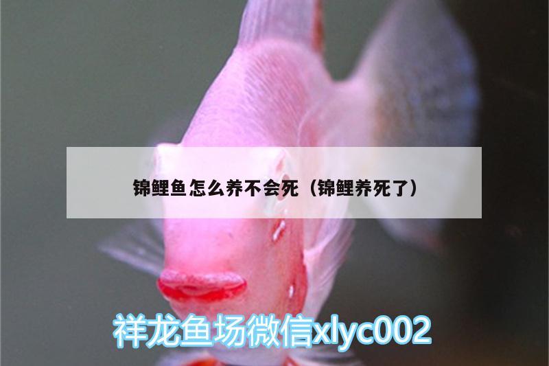 錦鯉魚怎么養(yǎng)不會死（錦鯉養(yǎng)死了） 杰西卡恐龍魚