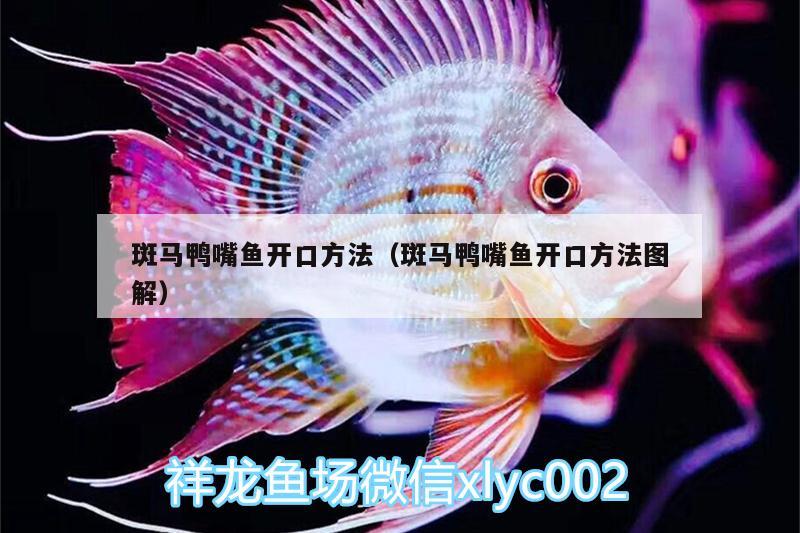 斑馬鴨嘴魚開口方法（斑馬鴨嘴魚開口方法圖解）