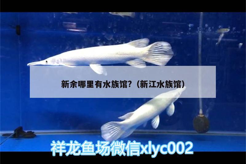 新余哪里有水族館?（新江水族館） 夢幻雷龍魚 第1張