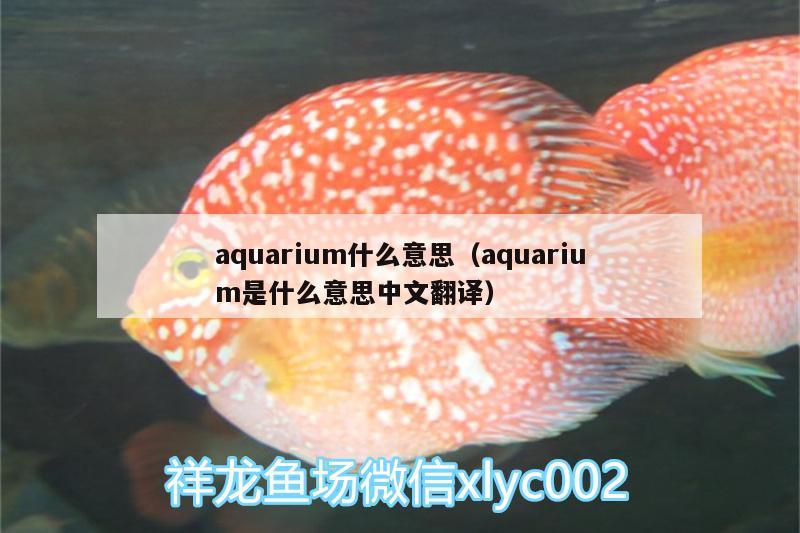 aquarium什么意思（aquarium是什么意思中文翻譯） 大白鯊魚