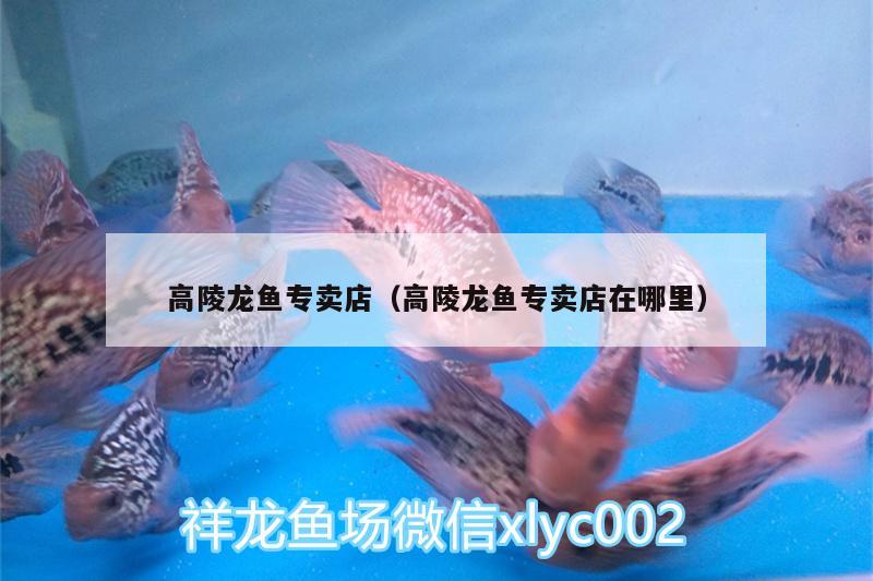 高陵龍魚專賣店（高陵龍魚專賣店在哪里） 玫瑰銀版魚 第1張