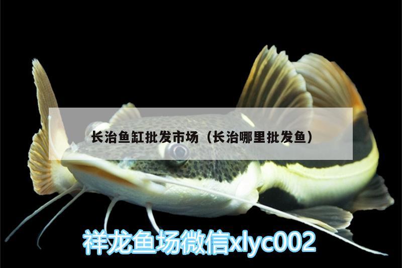 長治魚缸批發(fā)市場（長治哪里批發(fā)魚）