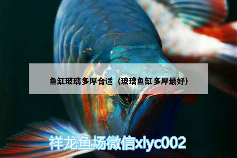 魚缸玻璃多厚合適（玻璃魚缸多厚最好） 刀魚魚 第2張