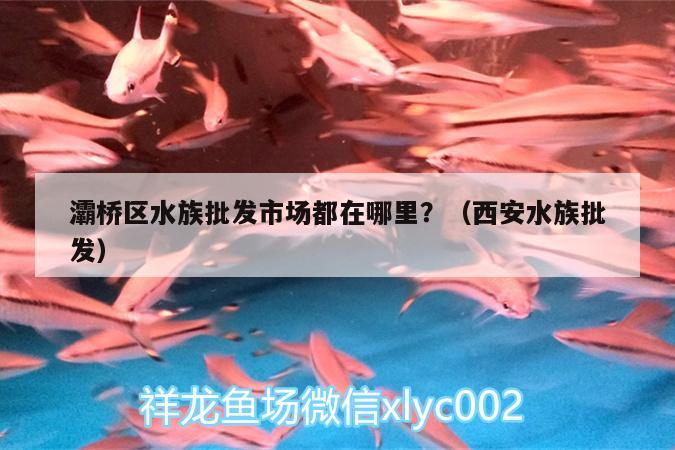 灞橋區(qū)水族批發(fā)市場都在哪里？（西安水族批發(fā)）