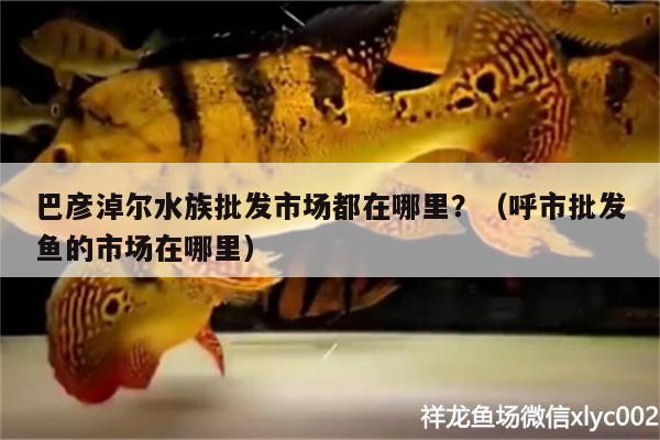 巴彥淖爾水族批發(fā)市場都在哪里？（呼市批發(fā)魚的市場在哪里）