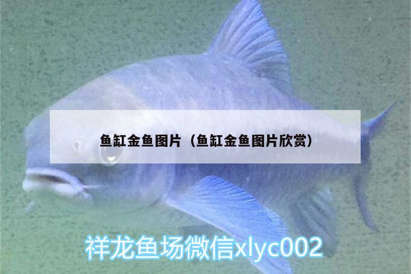 魚缸金魚圖片（魚缸金魚圖片欣賞）