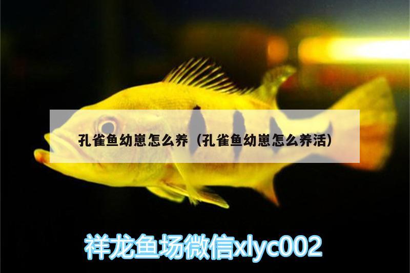 孔雀魚幼崽怎么養(yǎng)（孔雀魚幼崽怎么養(yǎng)活）