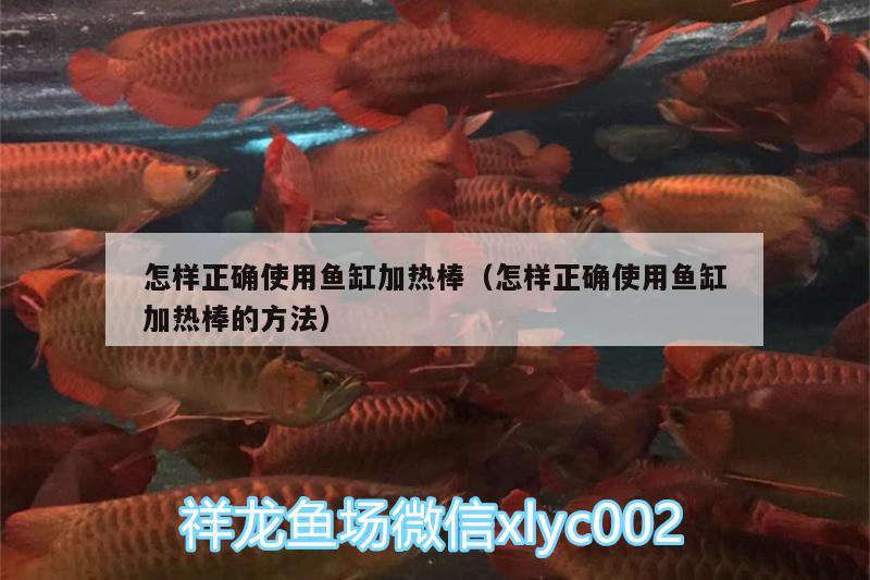 怎樣正確使用魚(yú)缸加熱棒（怎樣正確使用魚(yú)缸加熱棒的方法） 孵化器 第1張