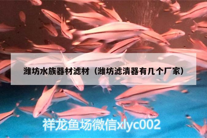 濰坊水族器材濾材（濰坊濾清器有幾個(gè)廠家） 虎紋銀版魚