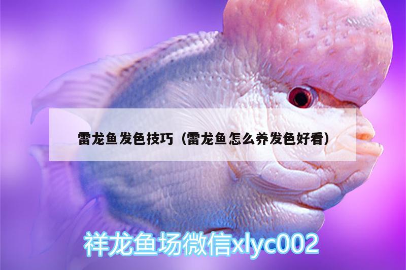 雷龍魚發(fā)色技巧（雷龍魚怎么養(yǎng)發(fā)色好看）