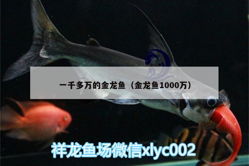 一千多萬(wàn)的金龍魚(yú)（金龍魚(yú)1000萬(wàn)） 粗線(xiàn)銀版魚(yú) 第2張