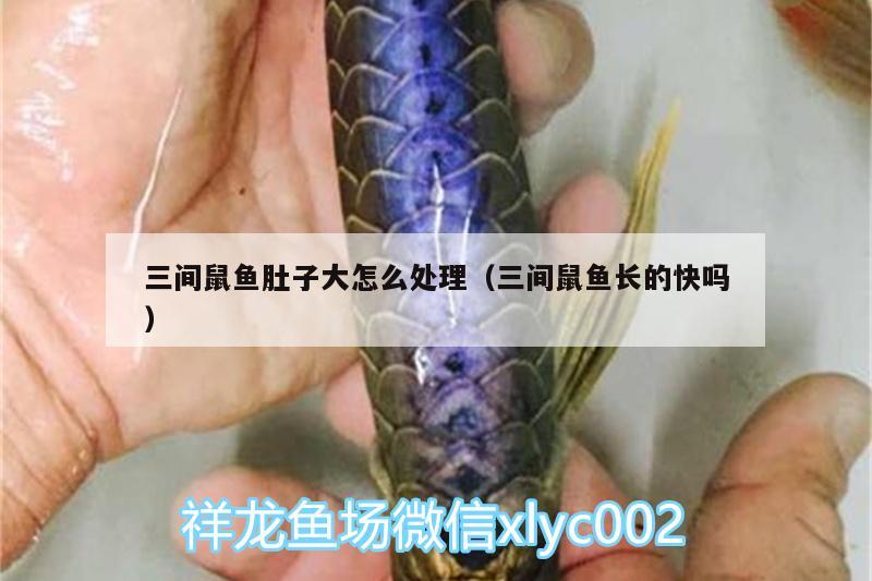 三間鼠魚肚子大怎么處理（三間鼠魚長(zhǎng)的快嗎） 三間鼠魚 第1張