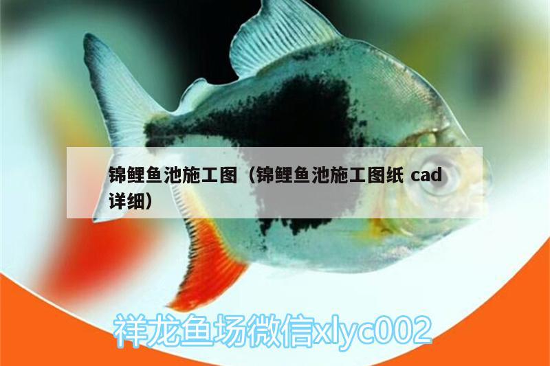 錦鯉魚池施工圖（錦鯉魚池施工圖紙cad詳細(xì)） 成吉思汗鯊（球鯊）魚 第1張