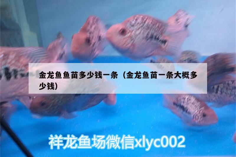 金龍魚魚苗多少錢一條（金龍魚苗一條大概多少錢） 赤荔鳳冠魚 第2張